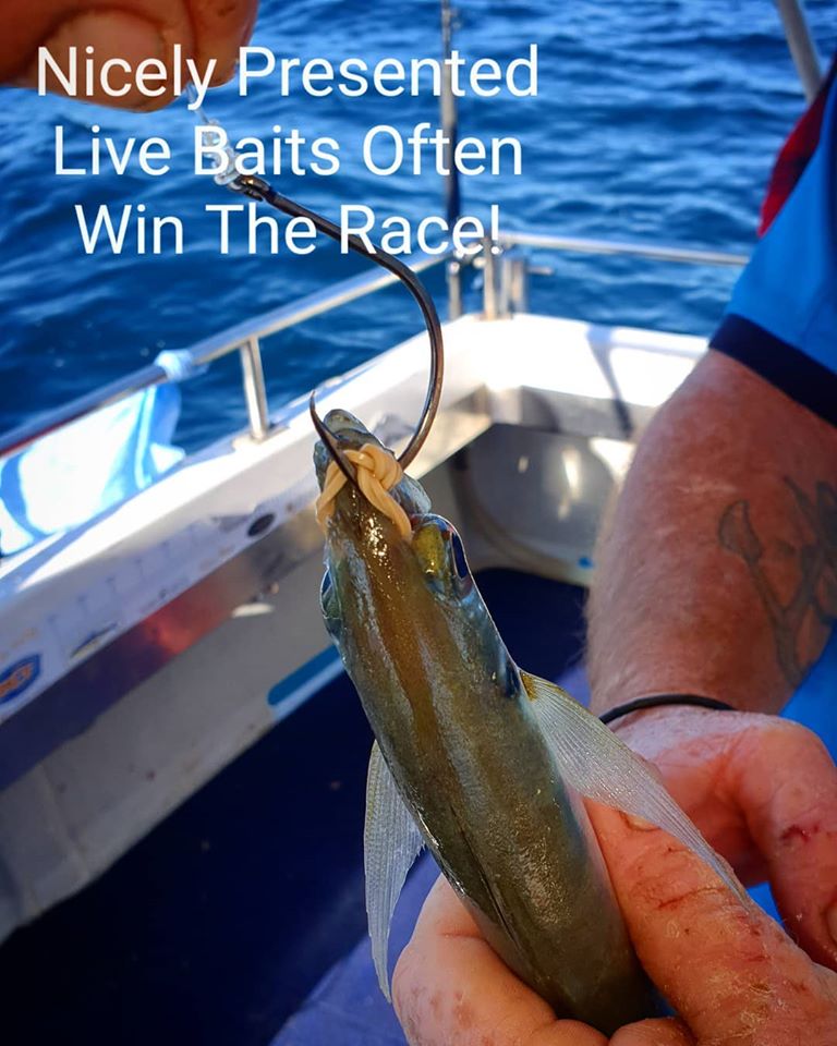 Live Bait Fishing Gold Coast Offshore - Gold Coast Fishing Trips
